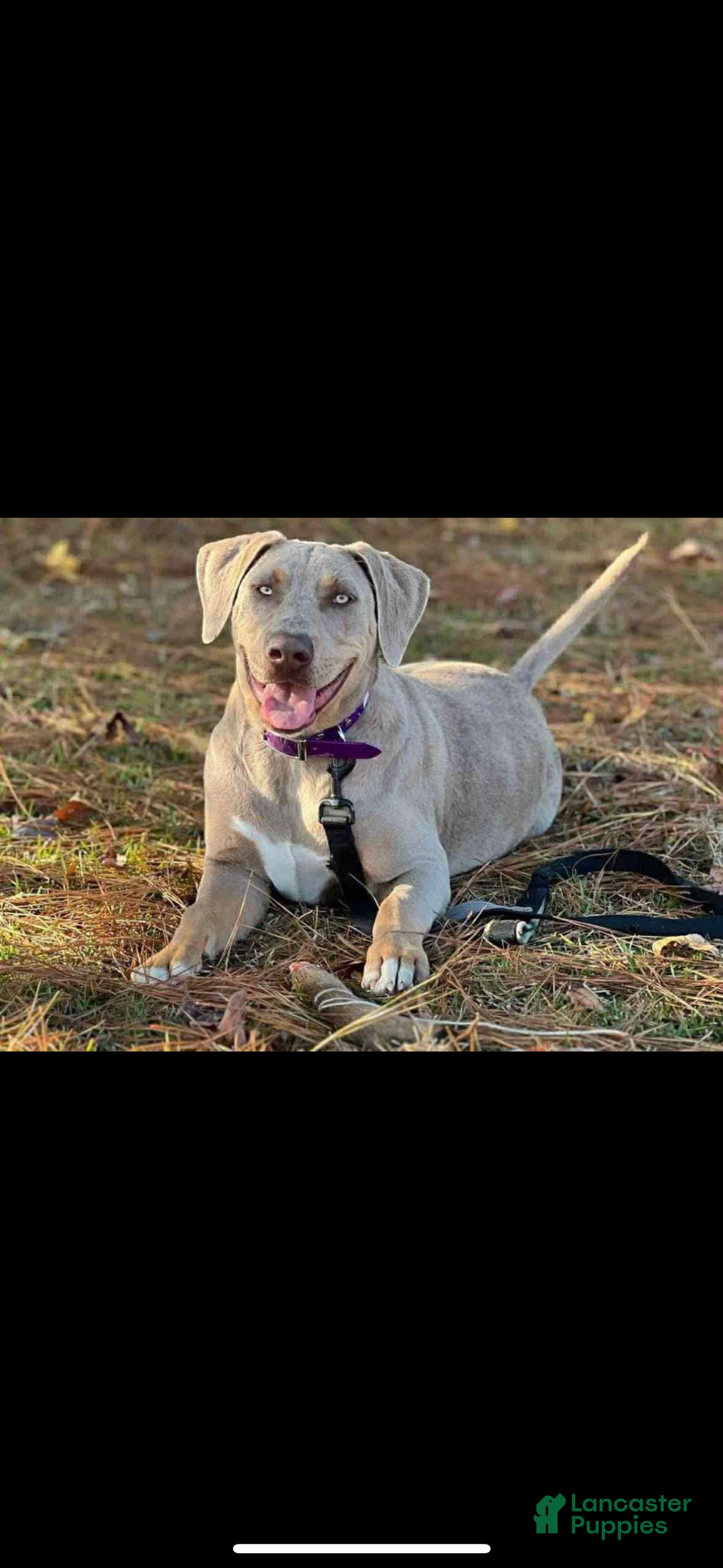 Catahoula Leopard Dog dogs for sale: Catahoula Leopard Dog Puppy 2 - Ad 6