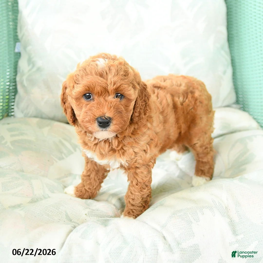 Miniature Poodle dogs for sale: Mariah - Ad 1