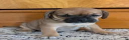 Puggle dogs for sale: Kati - Ad 6