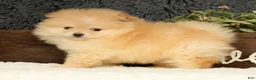 Pomeranian dogs for sale: Cream Puff - Ad 3
