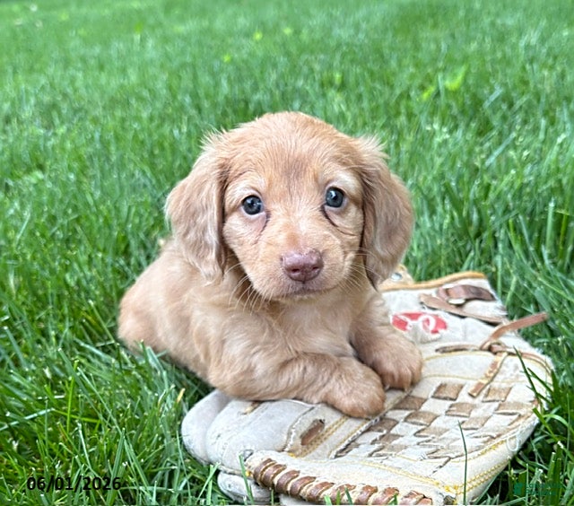 Dachshund dogs Rhea - Ad 2