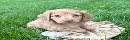 Dachshund dogs for sale: Rhea - Ad 2