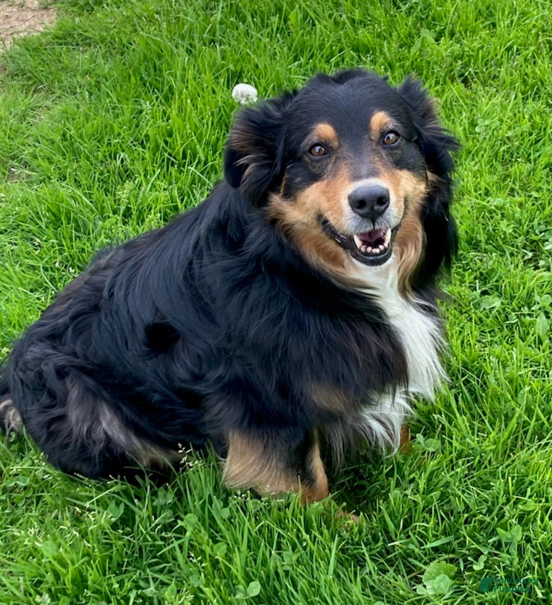 Australian Shepherd dogs for sale: Australian Shepherd Puppy 3 - Ad 5