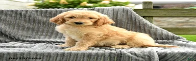 Finnie