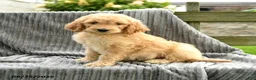Goldendoodle dogs for sale: Finnie - Ad 1