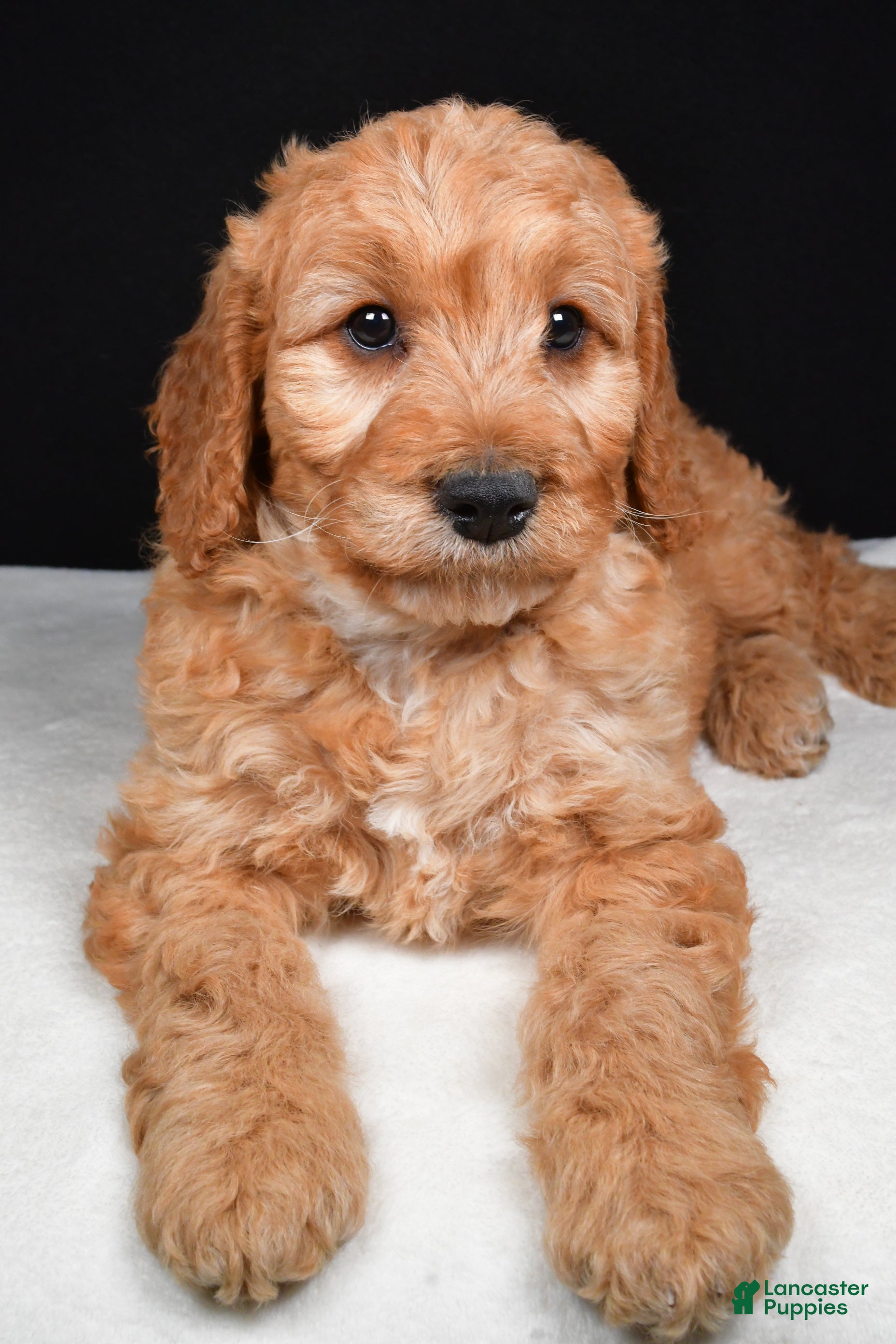 Goldendoodle dogs Gibson - Ad 2