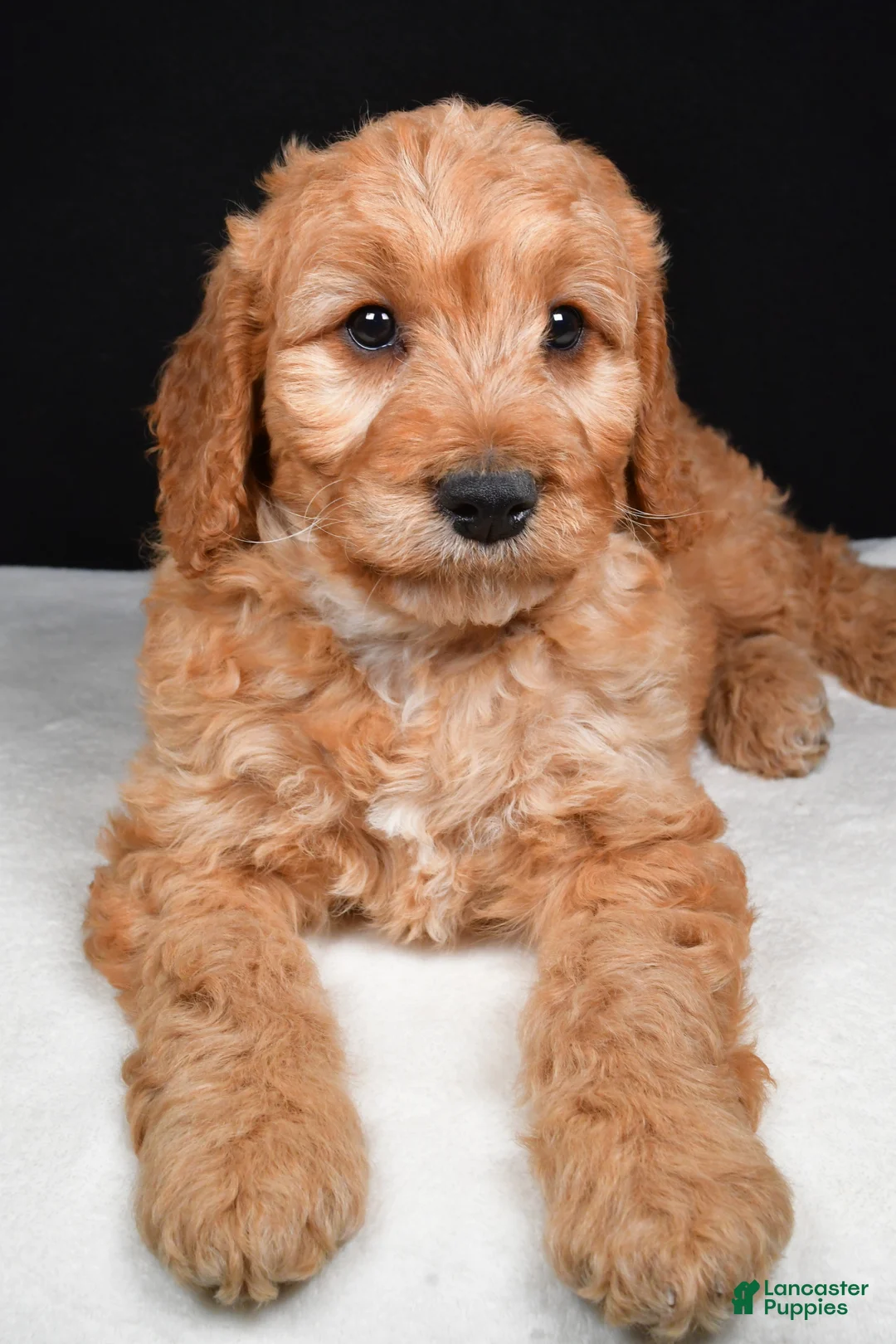 Goldendoodle dogs for sale: Gibson - Ad 2