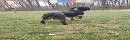English Springer Spaniel dogs for stud: Lee's Lucky Snickers  - Ad 3