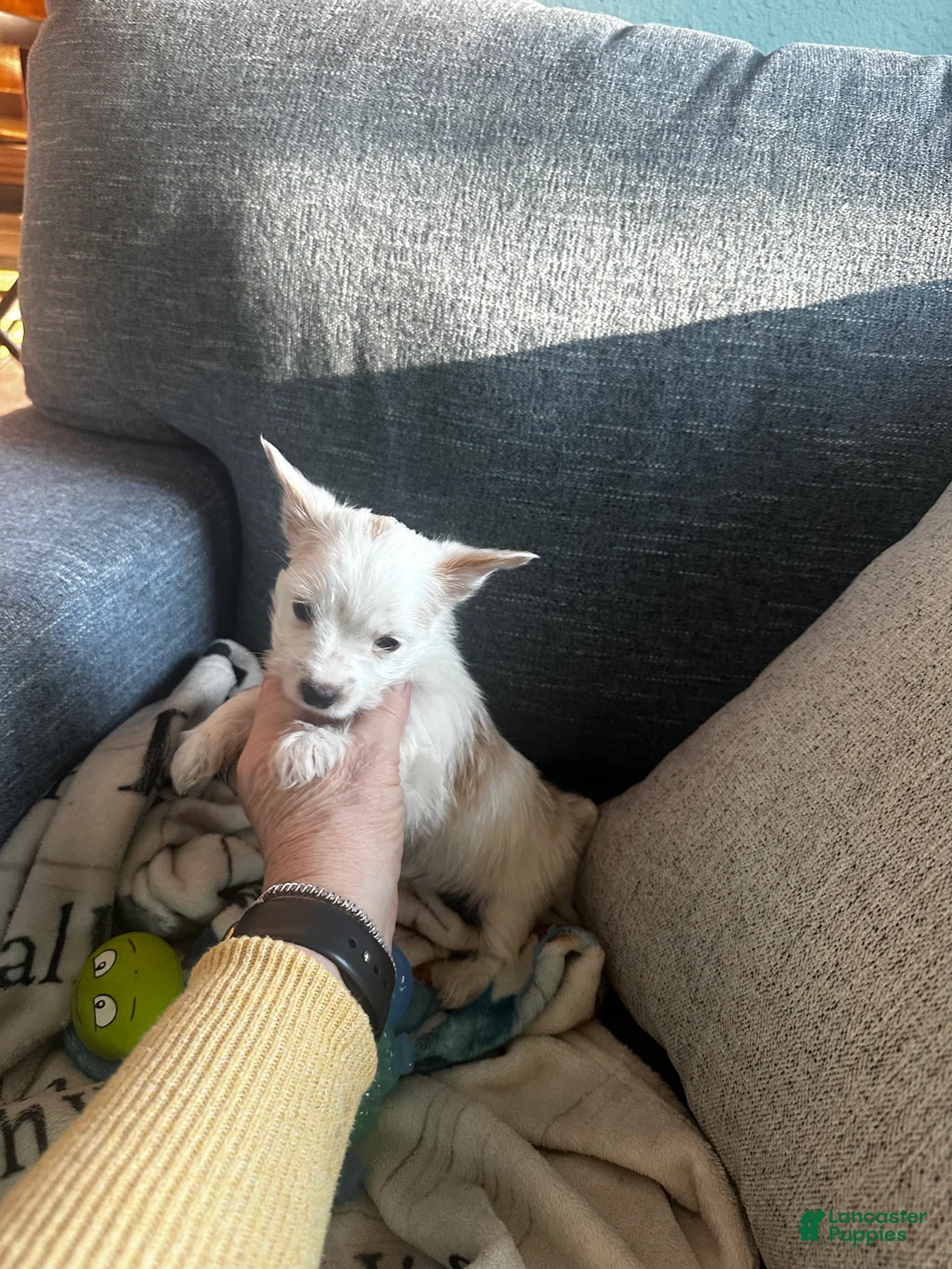 Yorkshire Terrier dogs for sale: AKC Glacierpaw - Ad 17