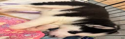 Siberian Husky dogs for sale: Princess Nox - Ad 29