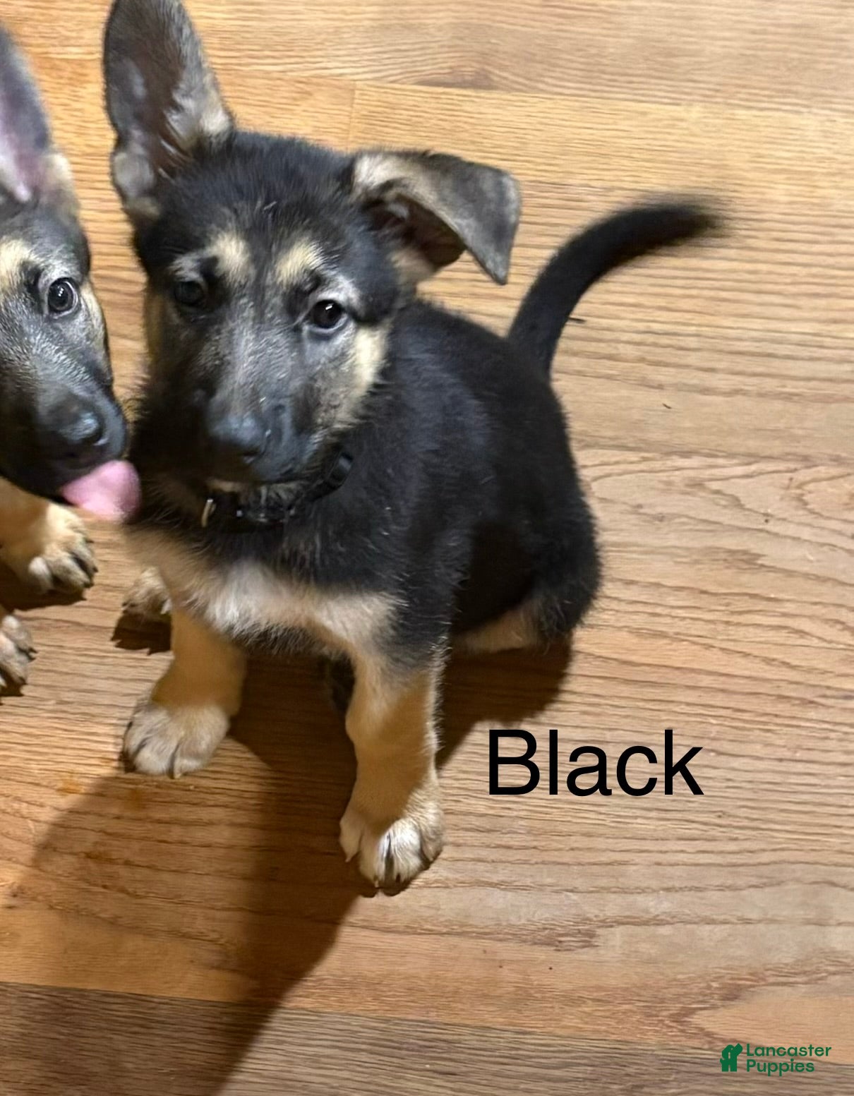 German Shepherd dogs Black - Ad 1