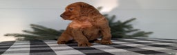 Irish Setter dogs for sale: Elmo - Ad 5