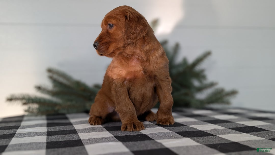 Irish Setter dogs for sale: Elmo - Ad 5
