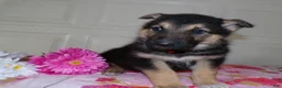 German Shepherd dogs for sale: German Shepherd Puppy 3 Oakley - Ad 1