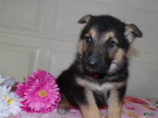 German Shepherd dogs German Shepherd Puppy 3 Oakley - Ad 5