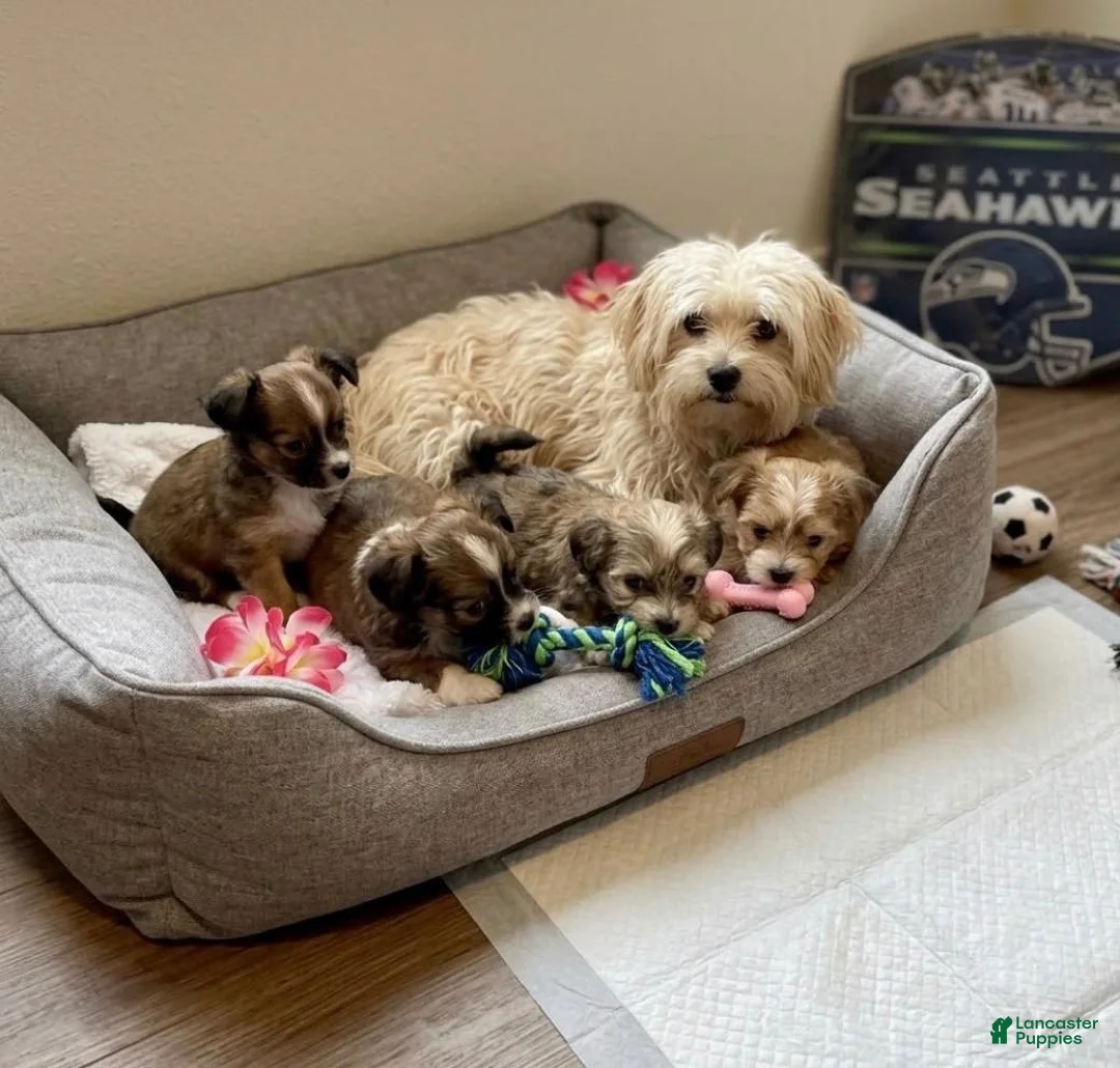 Mixed Breed dogs for sale: Malchi 1  - Ad 4