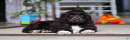 Cocker Spaniel dogs for sale: Oscar - Ad 2