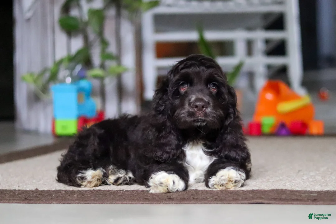 Cocker Spaniel dogs for sale: Oscar - Ad 2