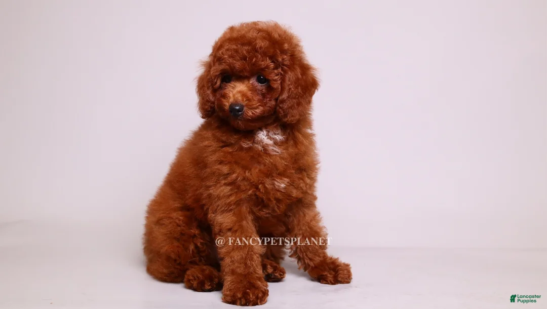Toy Poodle dogs for sale: Onyx mahogany red mini - Ad 2