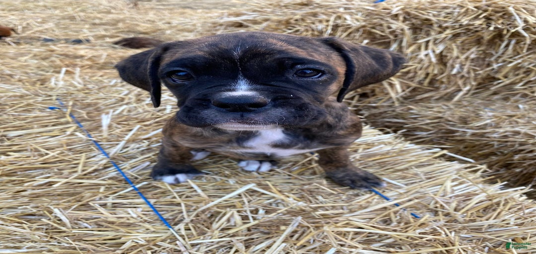 Gallery Image {{count}}