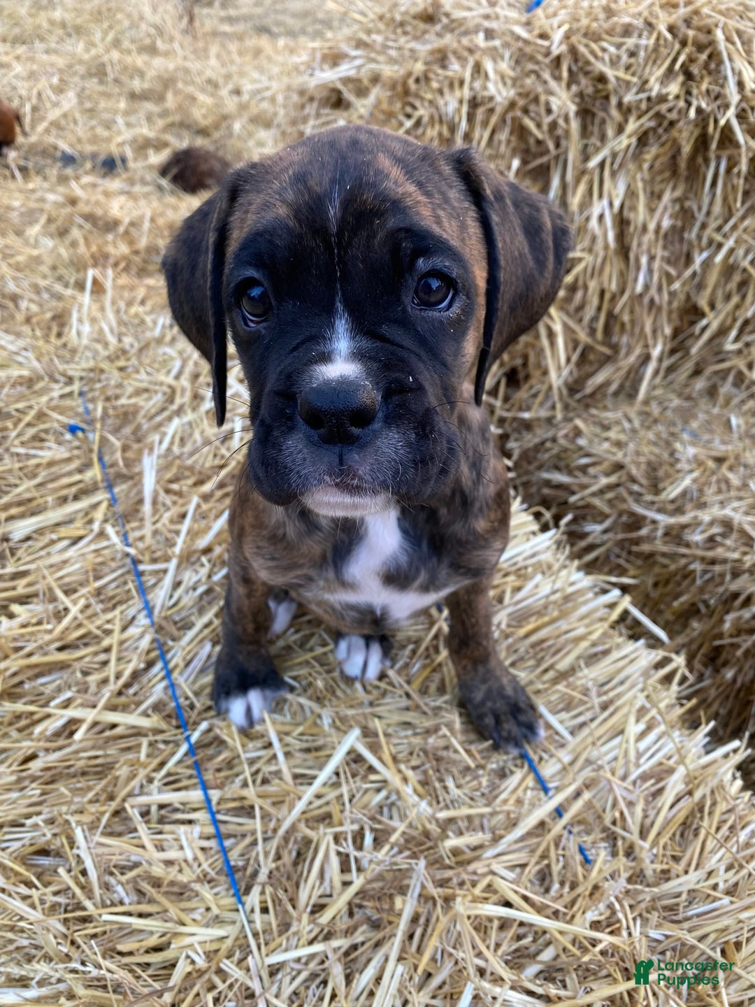 Gallery Image {{count}}