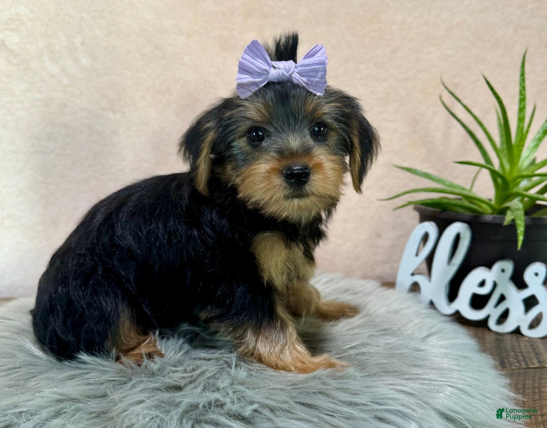 Yorkshire Terrier dogs for sale: Hallie - Ad 31