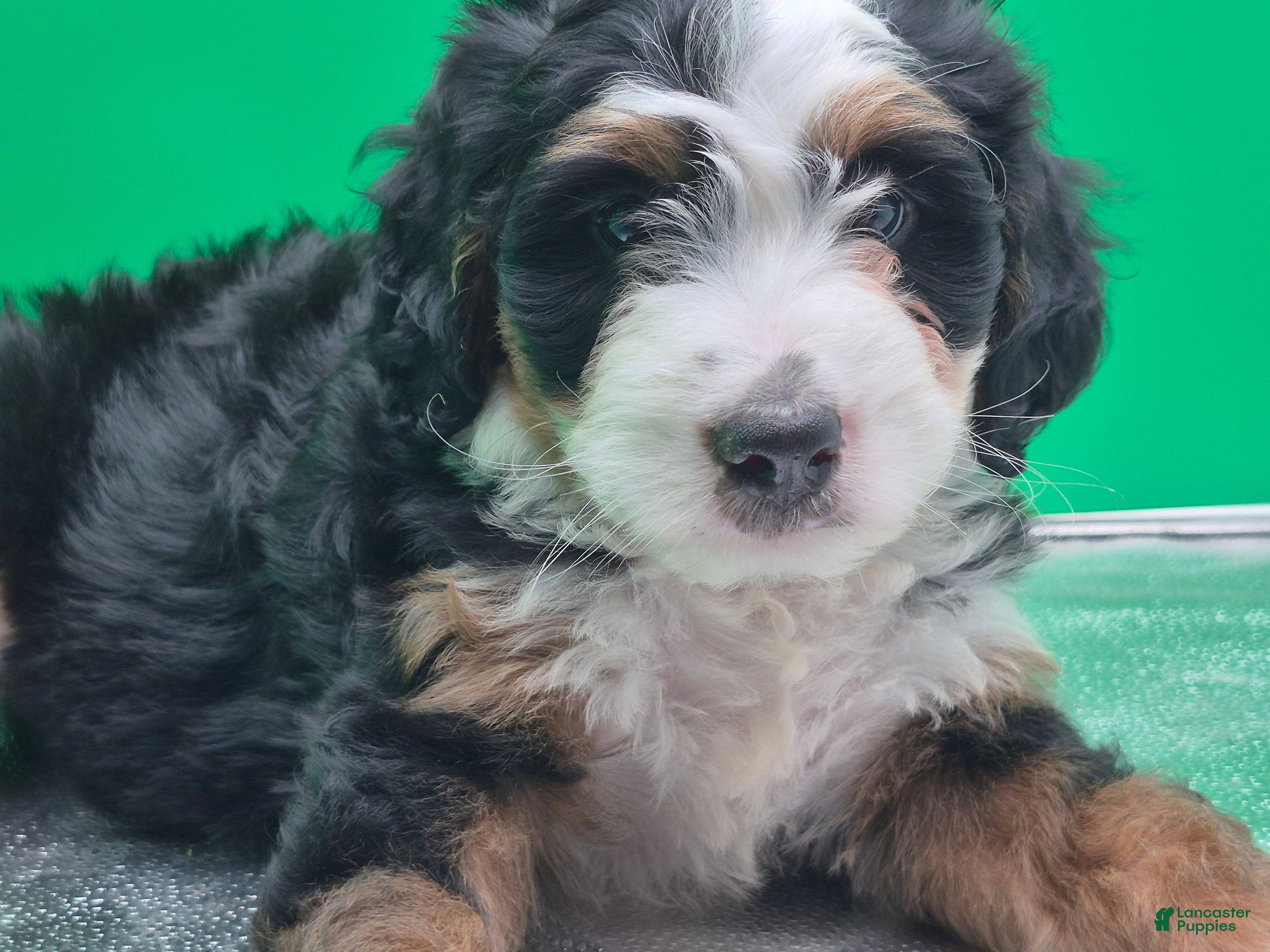 Bernedoodle dogs Ranger - Ad 1
