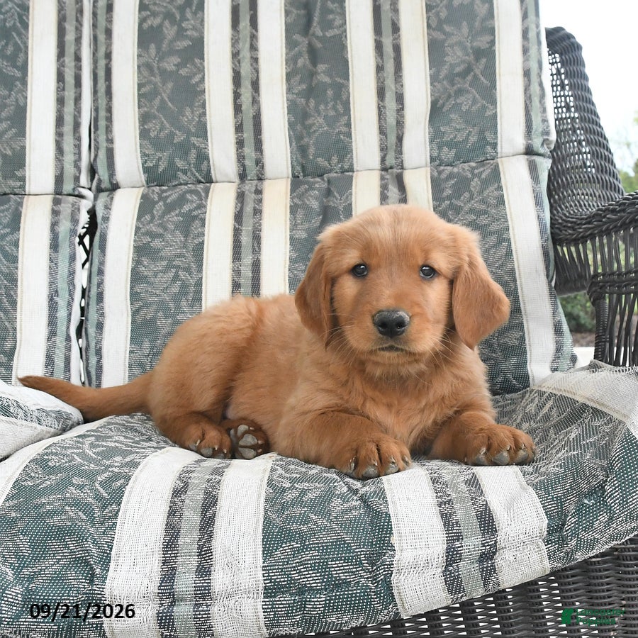Golden Retriever dogs Austin - Ad 2