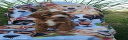 Miniature Poodle dogs for sale: Beauty - Ad 3