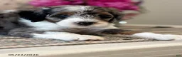 Mini Sheepadoodle dogs for sale: Kobi - Ad 6
