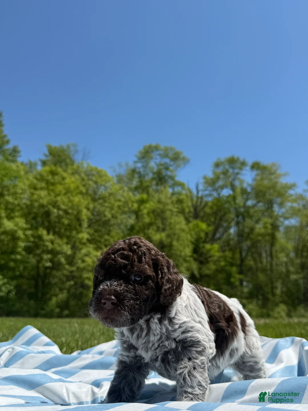 Lagotto Romagnolo dogs for sale: Lagotto Romagnolo Puppy 5 - Ad 2