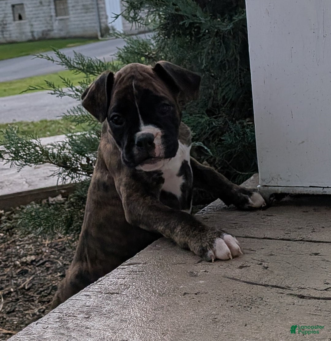 Boxer dogs for sale: Paris - Ad 2