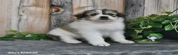 Mixed Breed dogs for sale: Lillian - Ad 3