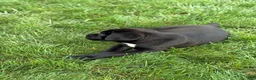 Cane Corso dogs for sale: Kody - Ad 3