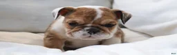 English Bulldog dogs for sale: Alexis - Ad 5