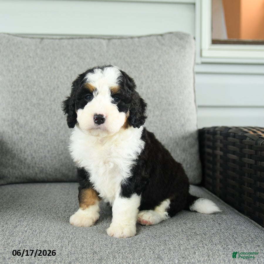 Bernedoodle dogs Sienna - Ad 2