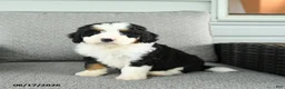 Bernedoodle dogs for sale: Sienna - Ad 2