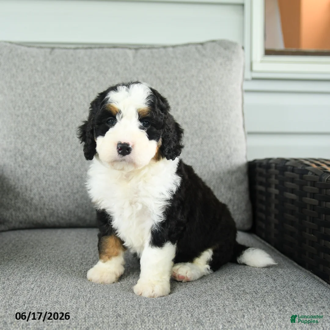 Bernedoodle dogs for sale: Sienna - Ad 2