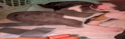 American Pit Bull Terrier dogs for sale: Skye - Ad 2