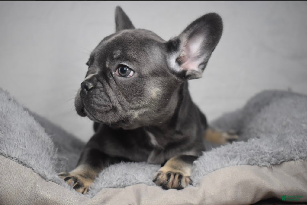 French Bulldog dogs French Bulldog Puppy 1 - Ad 2