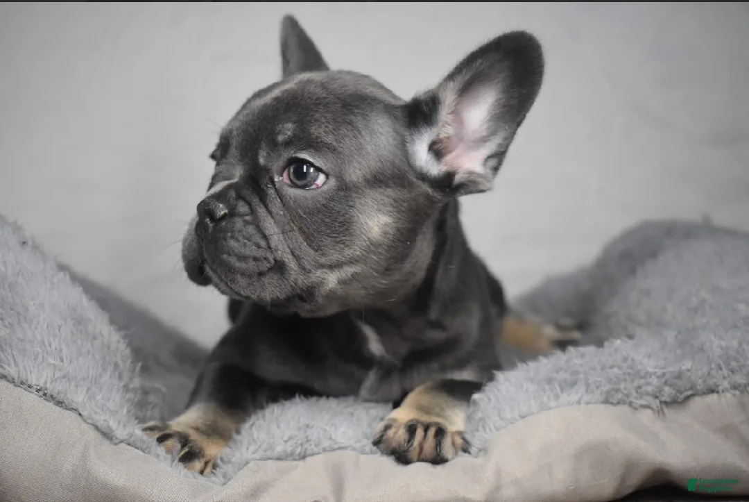 French Bulldog dogs for sale: French Bulldog Puppy 1 - Ad 2