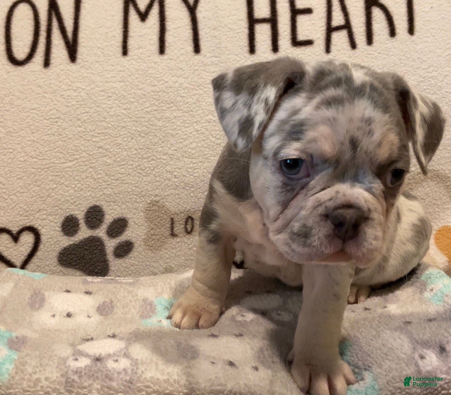 French Bulldog dogs French Bulldog Puppy 6 - Ad 24
