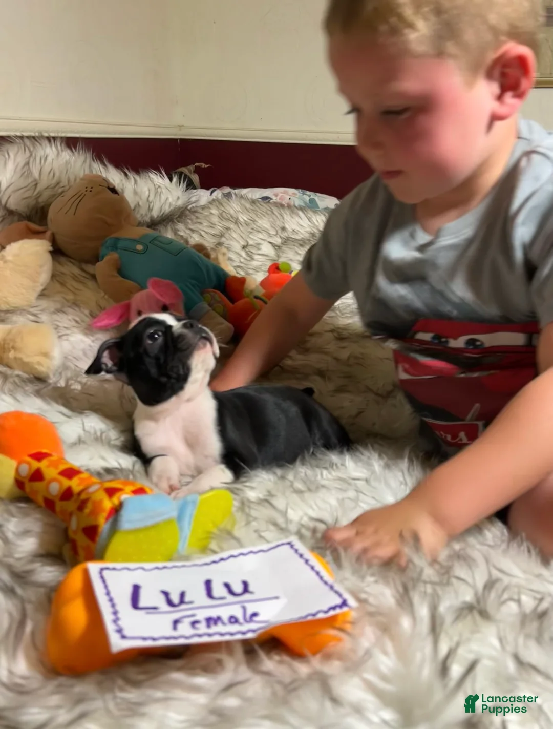 Boston Terrier dogs for sale:  LuLu - Ad 2