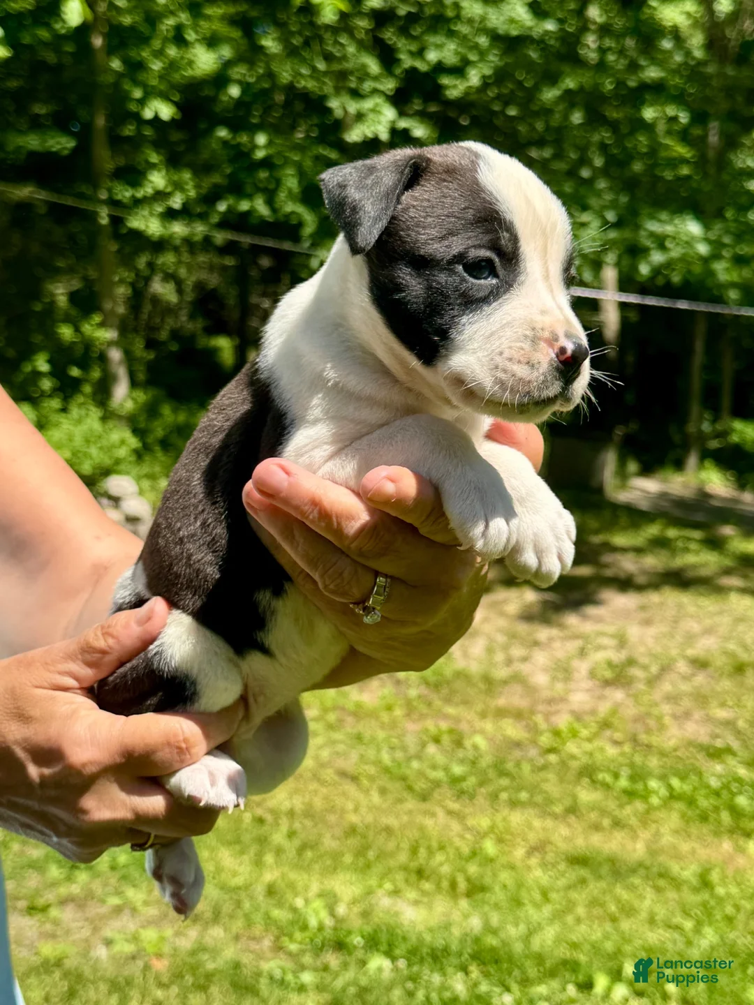 American Bulldog dogs for sale: Female 4 - Ad 2