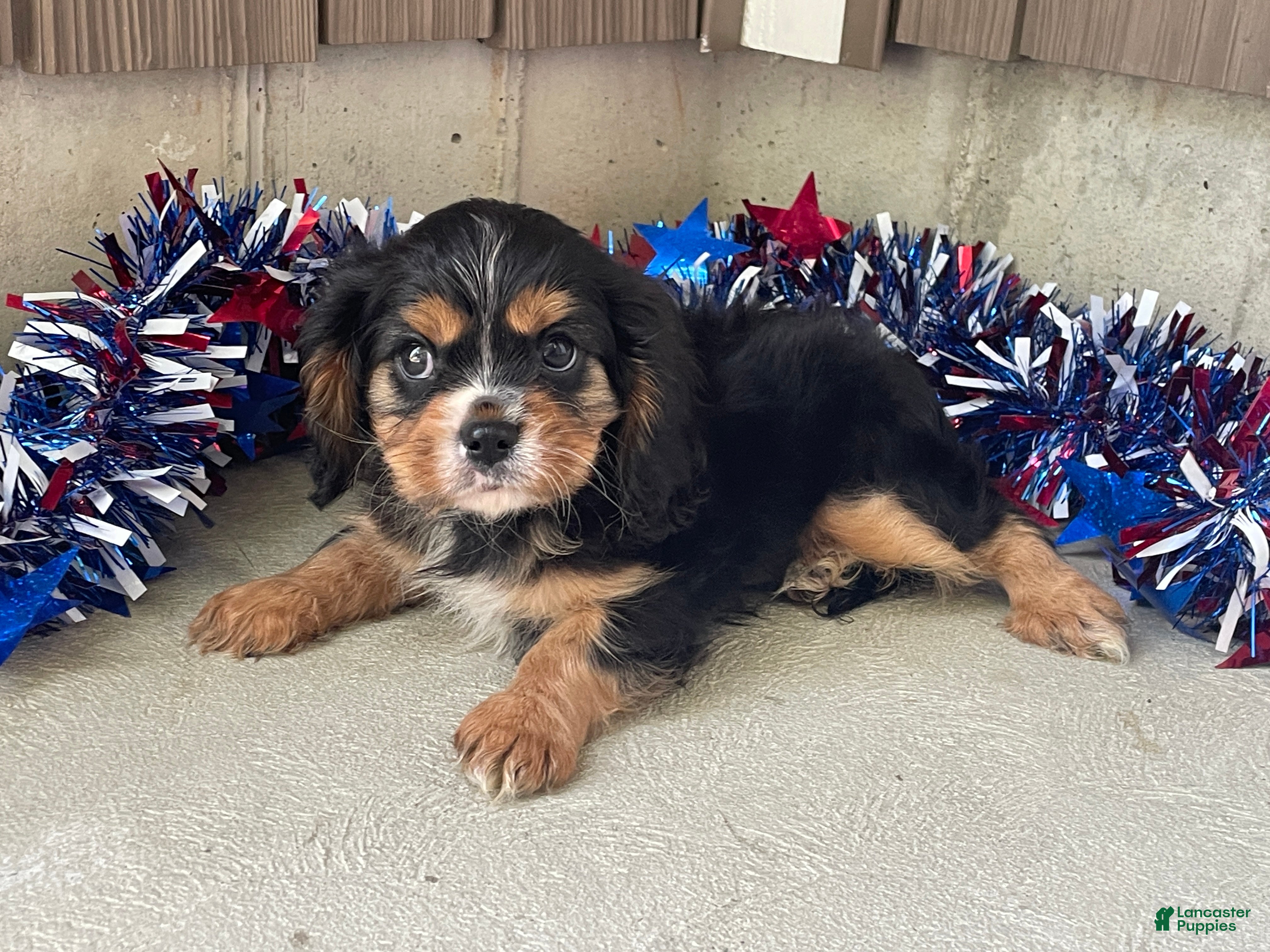 Cavalier King Charles Spaniel dogs Hudson Cavalier King Charles Spaniel  - Ad 2