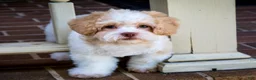 Shihpoo dogs for sale: Sullivan - Ad 11