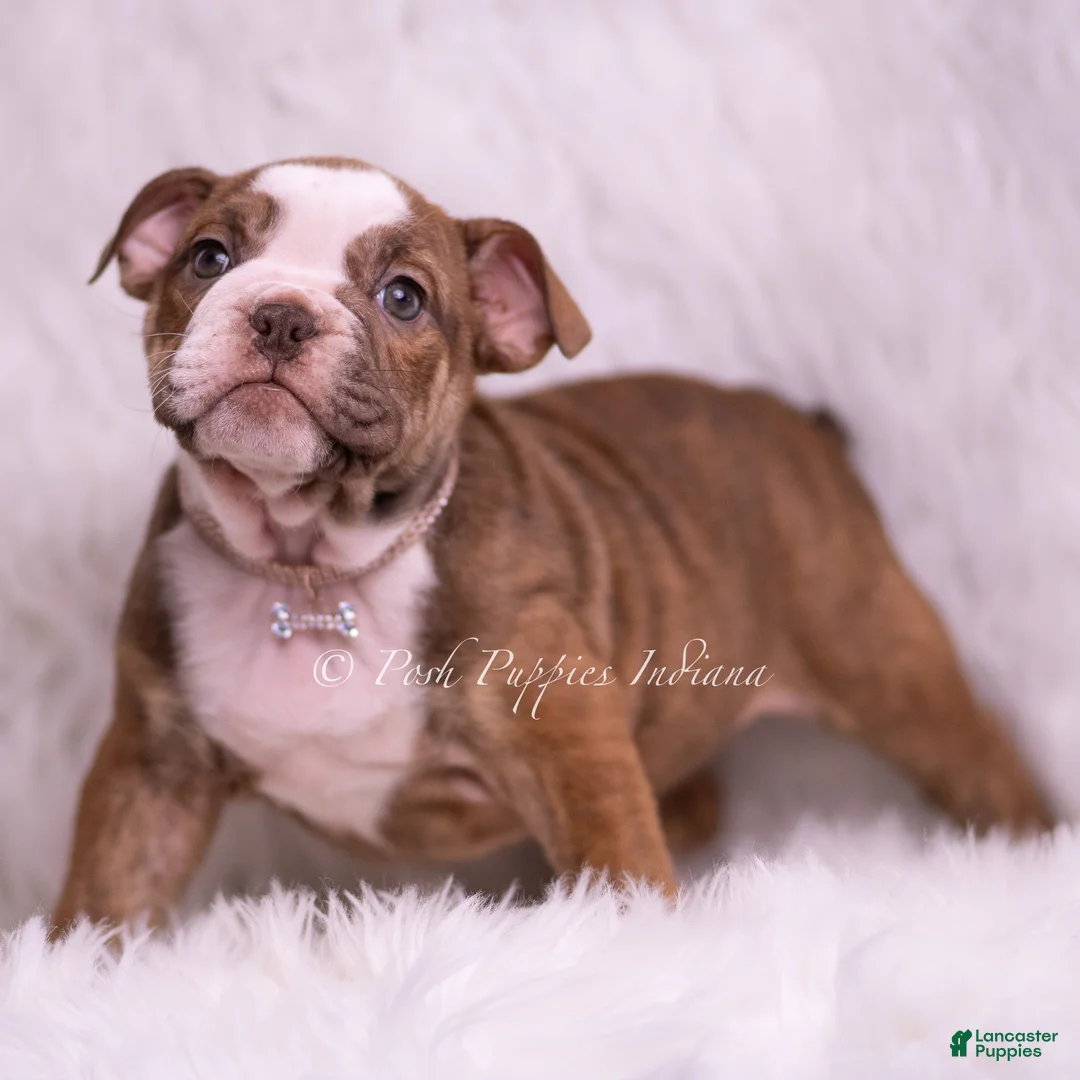 English Bulldog dogs for sale: Raina - Ad 1