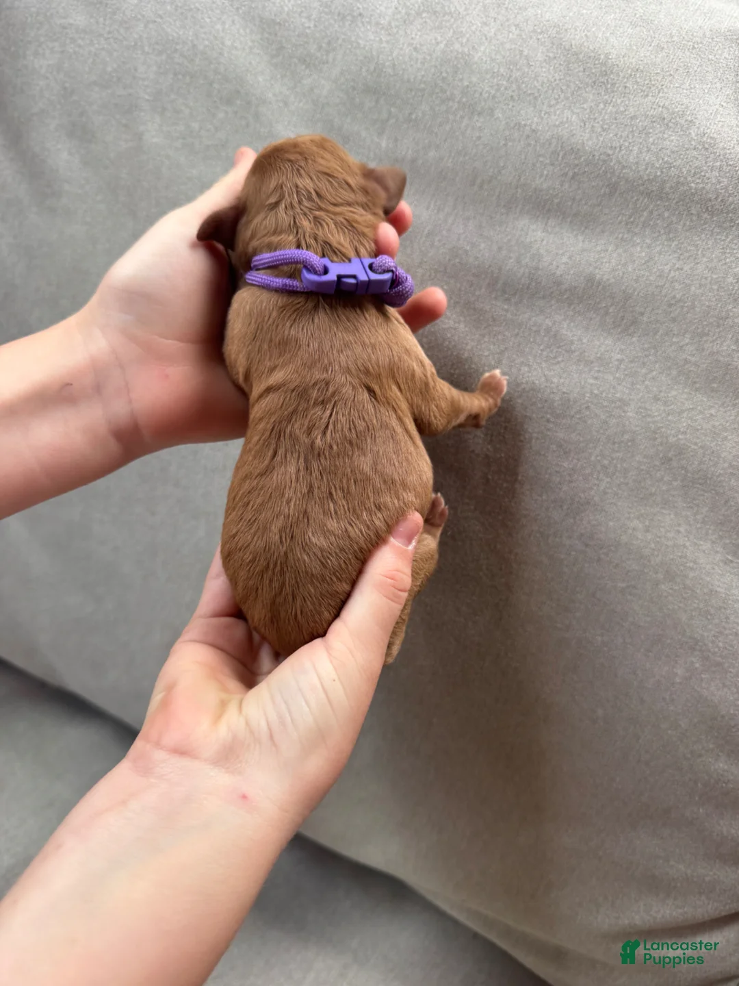 Mixed Breed dogs for sale: Goldendoodle Puppy 6 - Ad 2