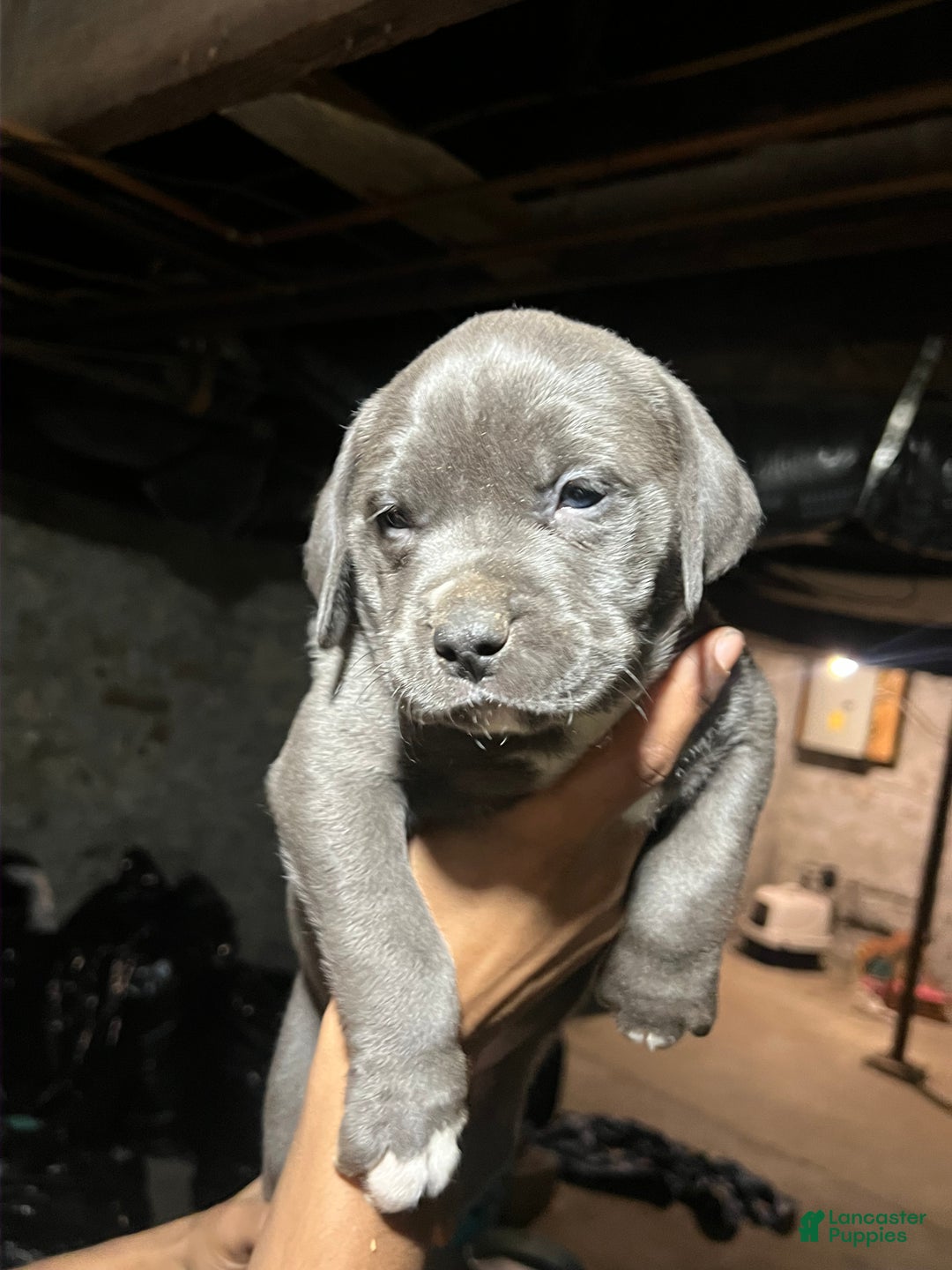 American Pit Bull Terrier dogs for sale: Grumpy - Ad 2