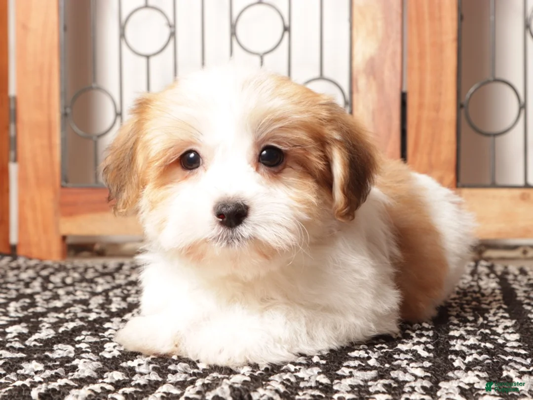 Havanese dogs for sale: Jim ACA Male Havanese  - Ad 4